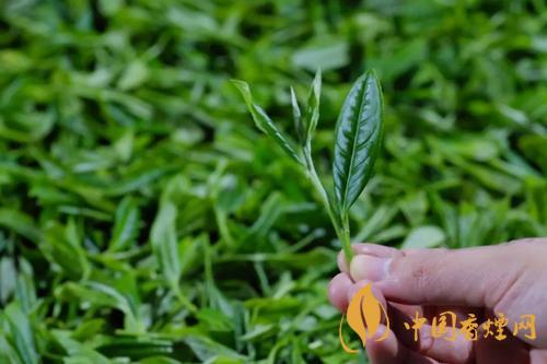 春壽眉與秋壽眉應該怎么區(qū)分-壽眉的特性是什么