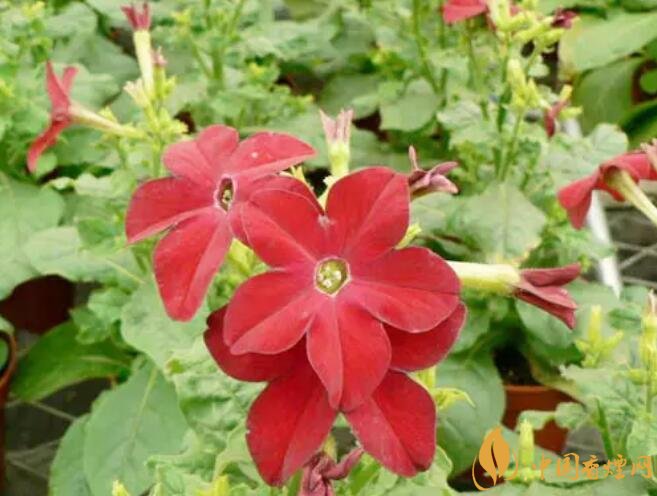 煙草花花語是什么，煙草花什么時(shí)候開花