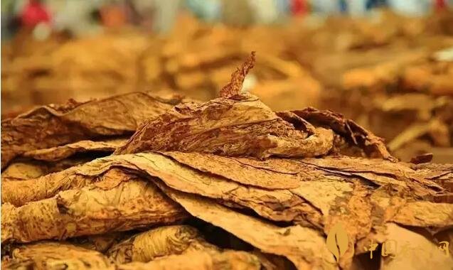津巴布韋煙葉為什么好，黃金煙葉成為國寶