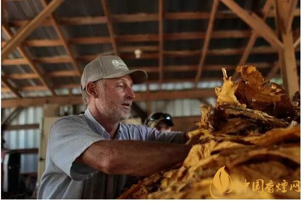 津巴布韋煙葉為什么好，黃金煙葉成為國寶